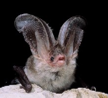 Plecotus Sardus