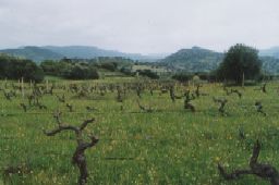 Vineyard - Oliena
