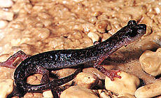 Geotritone